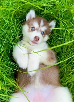 SIBERIAN HUSKY long coat pedigree puppy