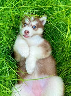 Siberian husky long coat puppy pedigree