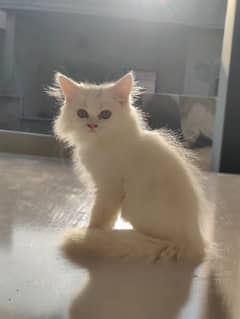 white persian kitten 55 days age