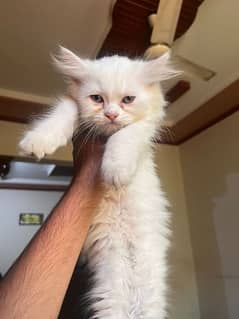 Persian kitten for sale