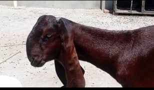 Nagri bakri for sale