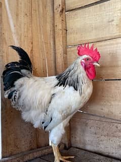 Full Healthy & Active Light Sussex Pair Available Egg laid