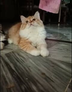 persian triple coat punch face female kittens