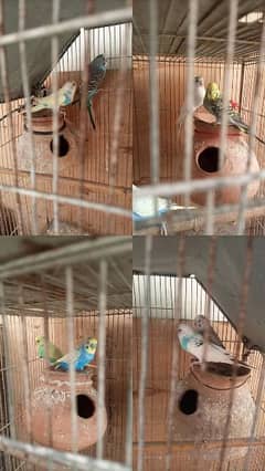 Parrots for sell