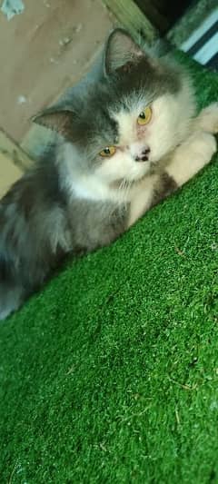 triple coated Persian bicolor