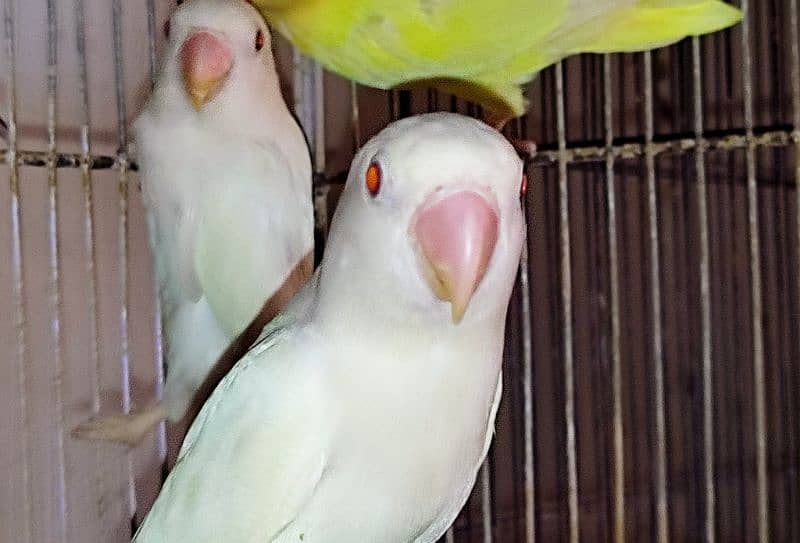 ALBINO RED EYE PARBLUE INO ALBINO BLACK EYE INO ADULT PAIR 0