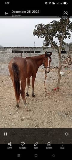 Female horse for sale