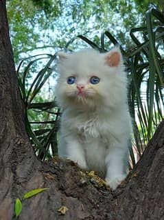 fluffy kitten looking for new home