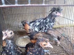 for sale iron cage for sale dove & finches healthy active ha birds