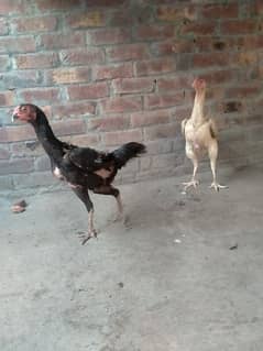 Shamo Aseel hens for sale