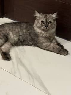 Persian Cat Grey Color