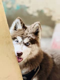 Siberian husky puppie