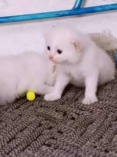 White and brow balack Persian cat babies