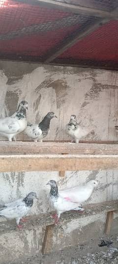 teddy golden 35 waly mix pigeon purety m for sale