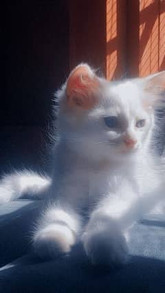 Persian male kitten 0