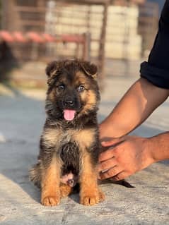 German Shepherd Pedigreed male  Puppy