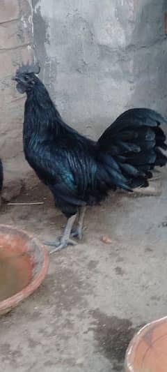 Ayam cemani pair grey tongue