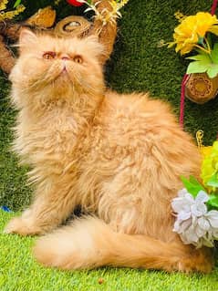 only Stud not for sale piki face male cat avaible for stud 03095561812