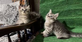 Tabby male kittens