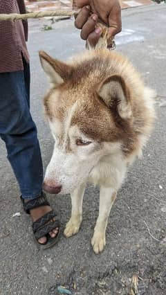 siberian husky