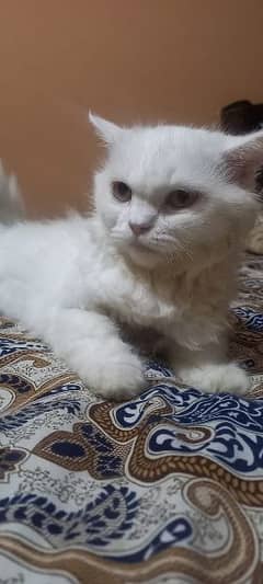 Persian cat