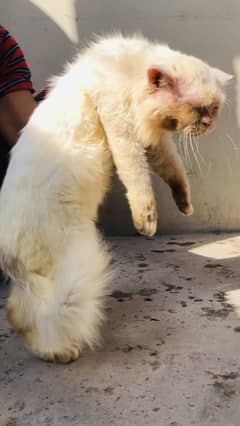 blue eyes persian cat male