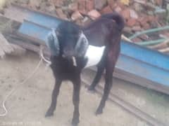 bakra for sale wh 03035691540 0