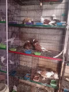 8 portion  finding  Cage  for  sale 0