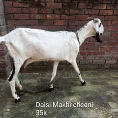 Daisi Makhi cheeni bakri for sale, 03084493683