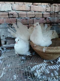 American breeder pair