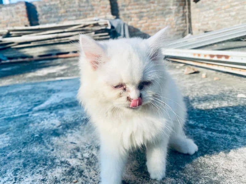 four triple coat punch face persian kittens one odd eyes 3