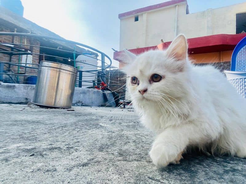 four triple coat punch face persian kittens one odd eyes 9