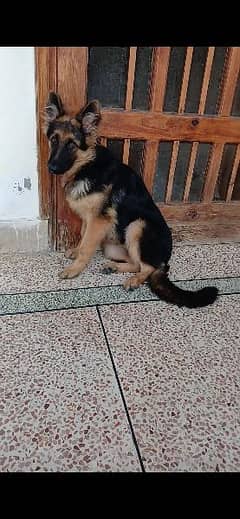 Pink Pedigree Long Coat German Shepherd