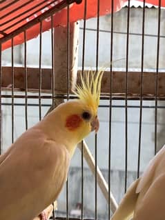 Cocktail Healthy Male Parrots For Sale