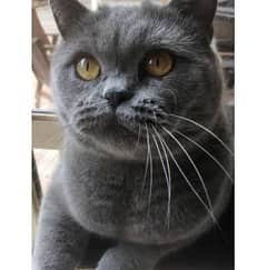 British shortHair 0