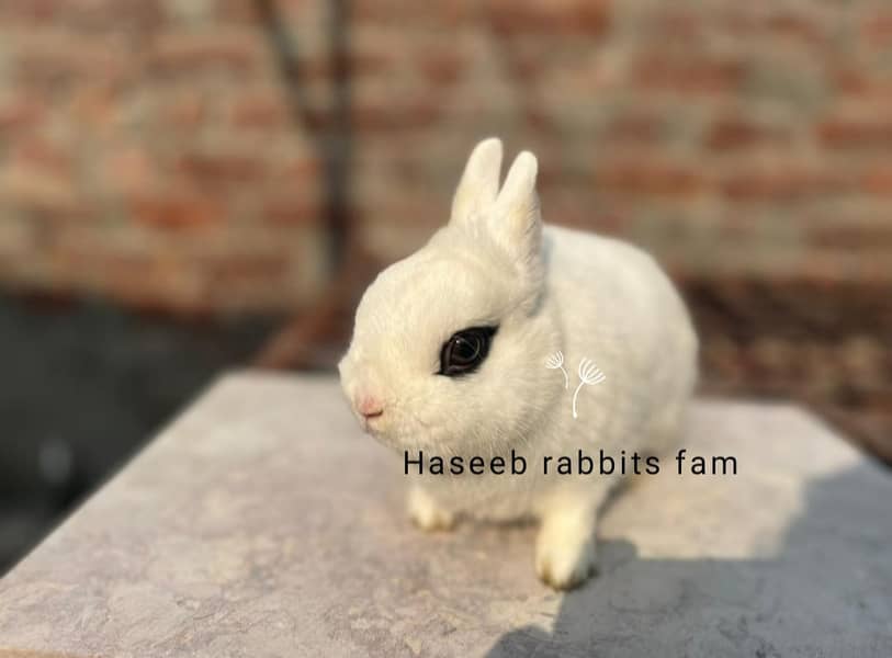 holland loop adult pair  hotot dwarf breaderfancy rabbit 1