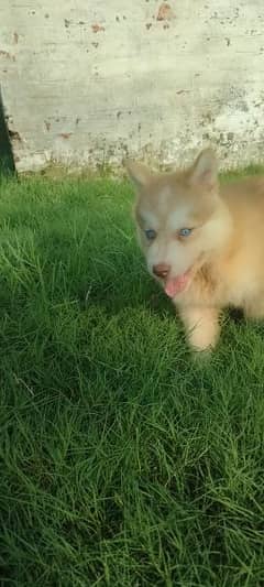 Siberian husky puppi