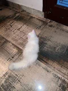 Persian kitten for sale