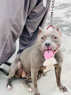 American bully