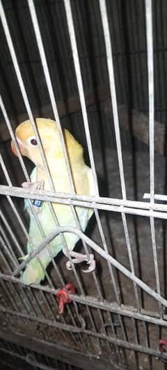 All love birds available albino cremino decino fisher all available