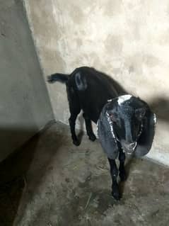 khobsorat path dogli 6 month age urgent sale 03187598736