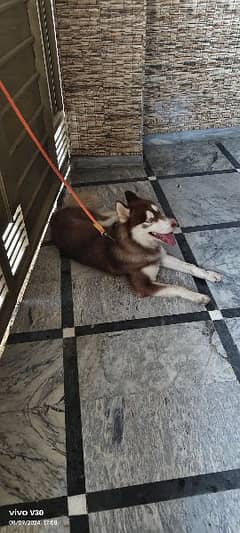 urgent sale sayberian Husky