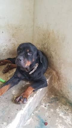 rottweiler for sale male