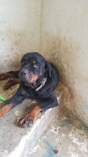 rottweiler for sale male 0