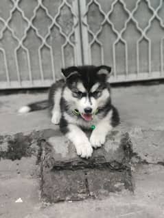 Healthy and Playful Husky female is up for new Home