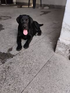 Labrador male 3 month