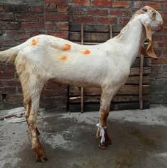 Khoobsorat Makhi cheena Bakra for sale