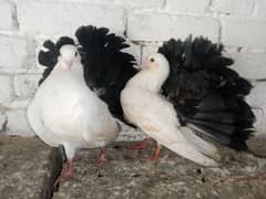 black Tail Pigeon lakky Kabootar 03431683430