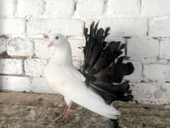 black Tail Pigeon lakky Kabootar Pair 03431683430