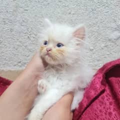 kitten for sale